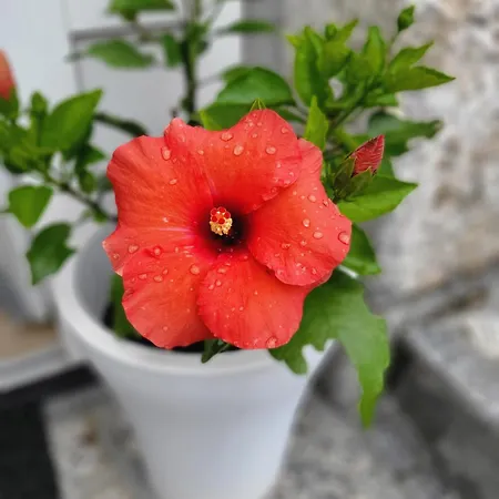 Apartment Qca Krk Dobrinj